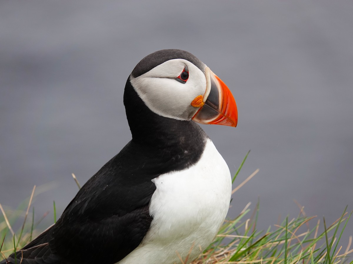 Atlantic Puffin - ML620895503