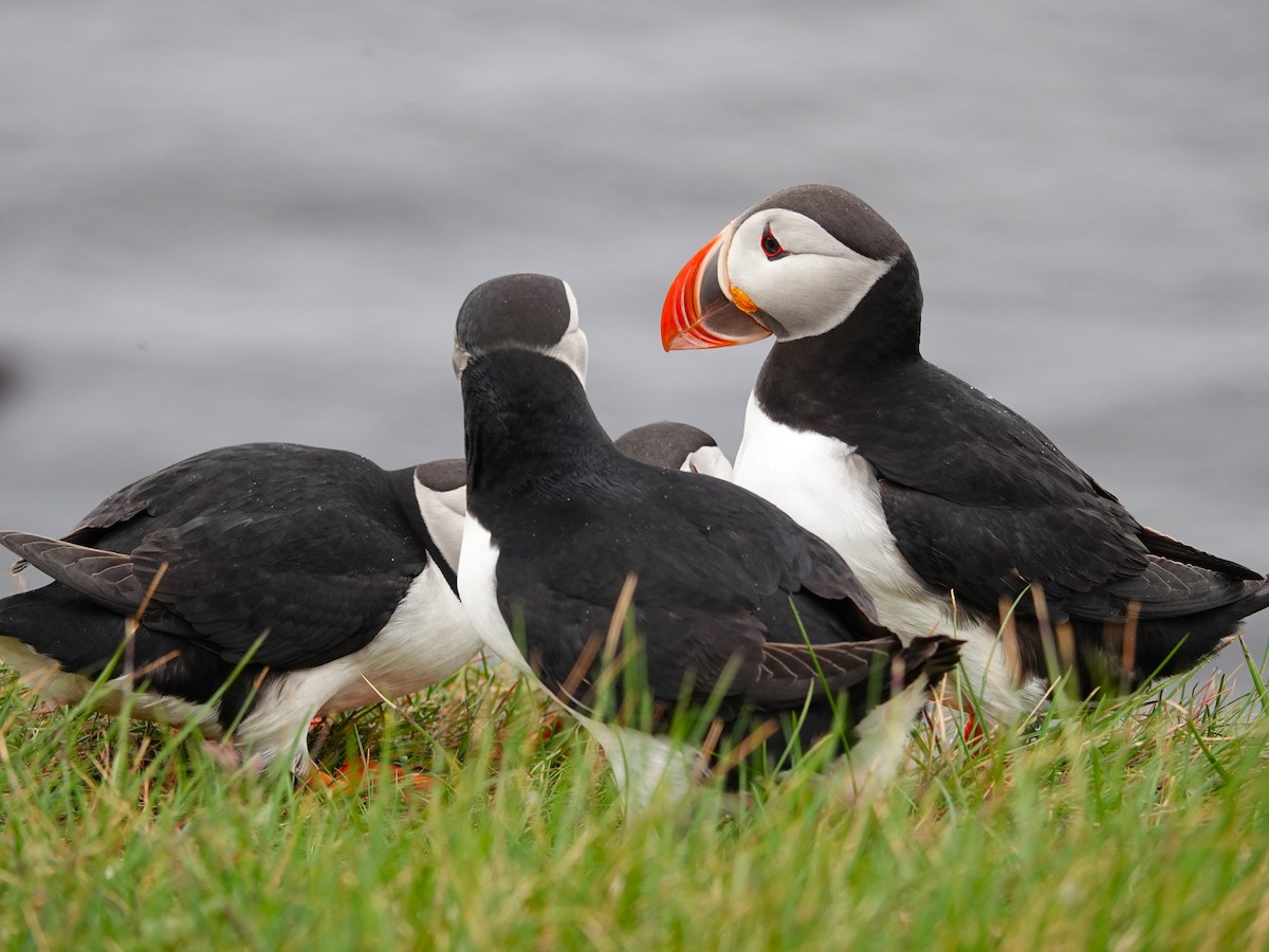 Atlantic Puffin - ML620895505