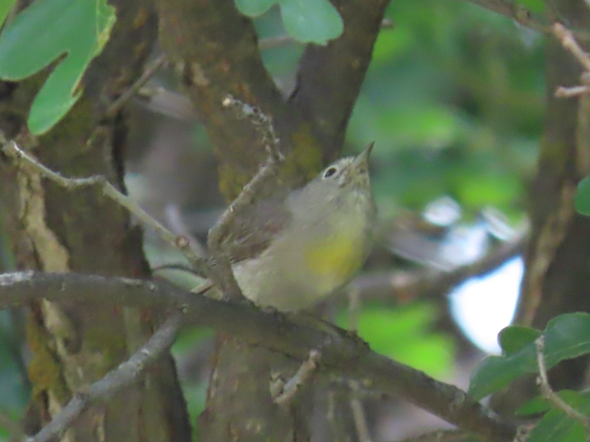 Virginia's Warbler - ML620895508