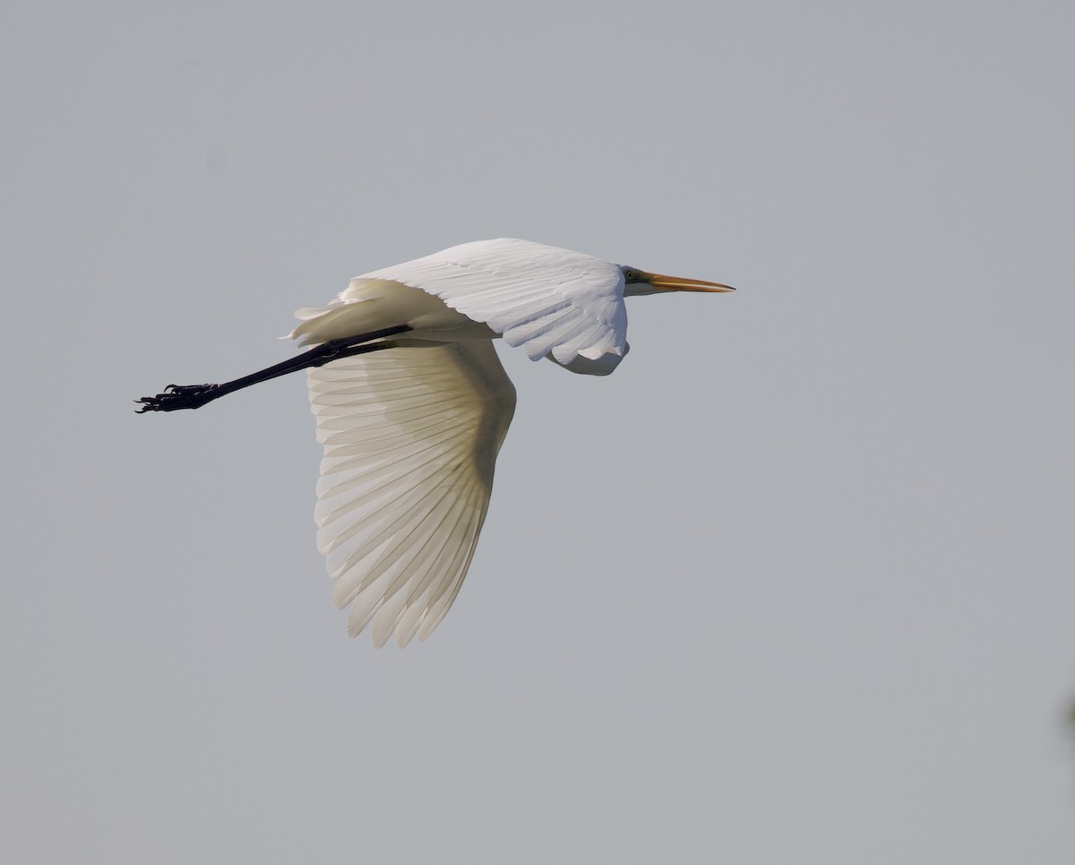 Eastern Cattle Egret - ML620895511