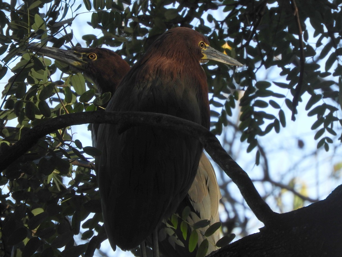 Rufescent Tiger-Heron - Gonzalo Diaz