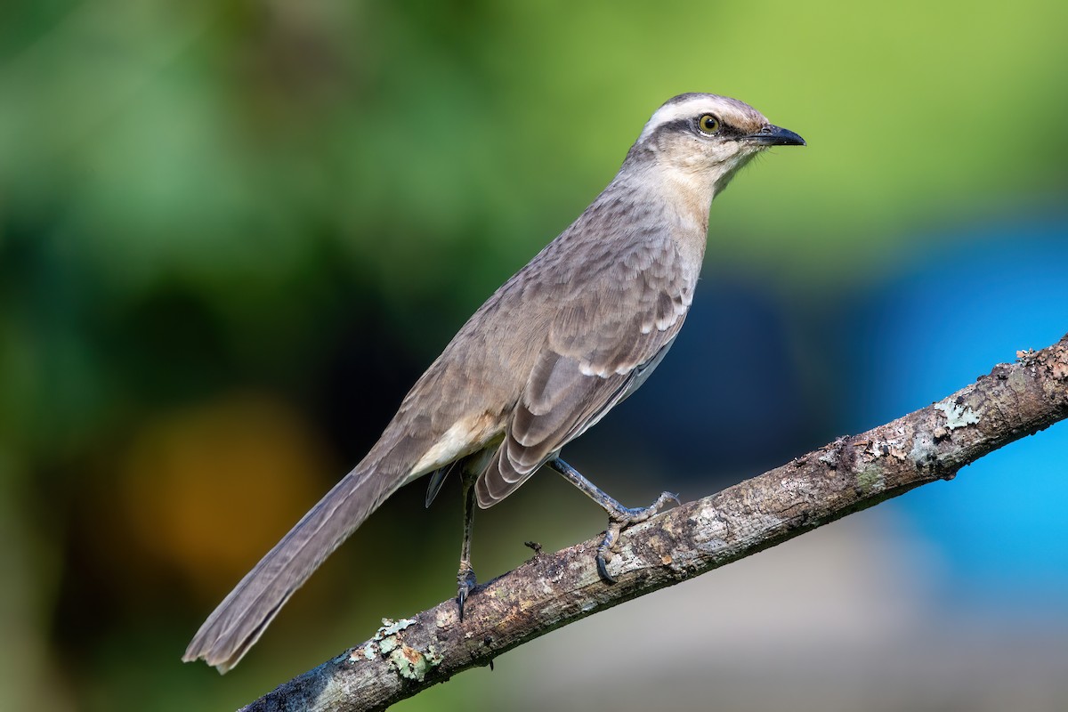 Chalk-browed Mockingbird - ML620895531