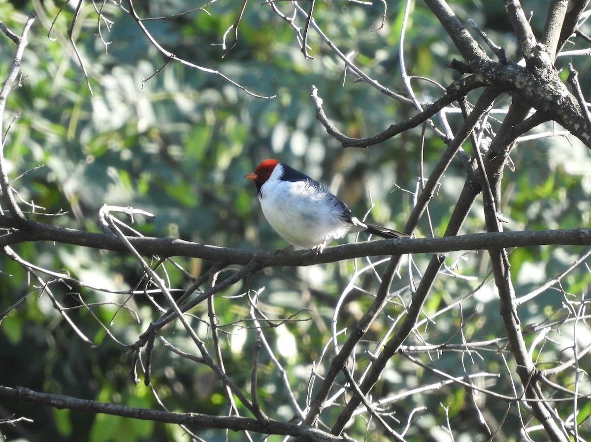 Yellow-billed Cardinal - ML620895533