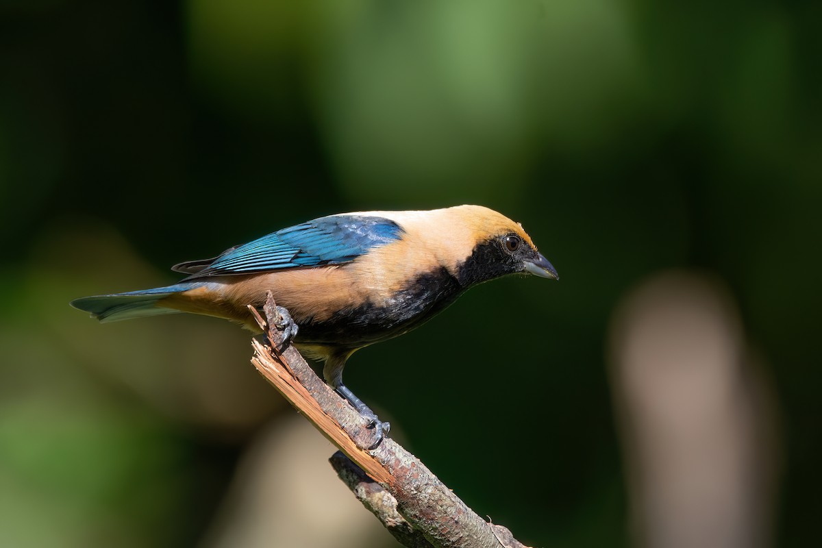 Burnished-buff Tanager - Marcos Eugênio Birding Guide