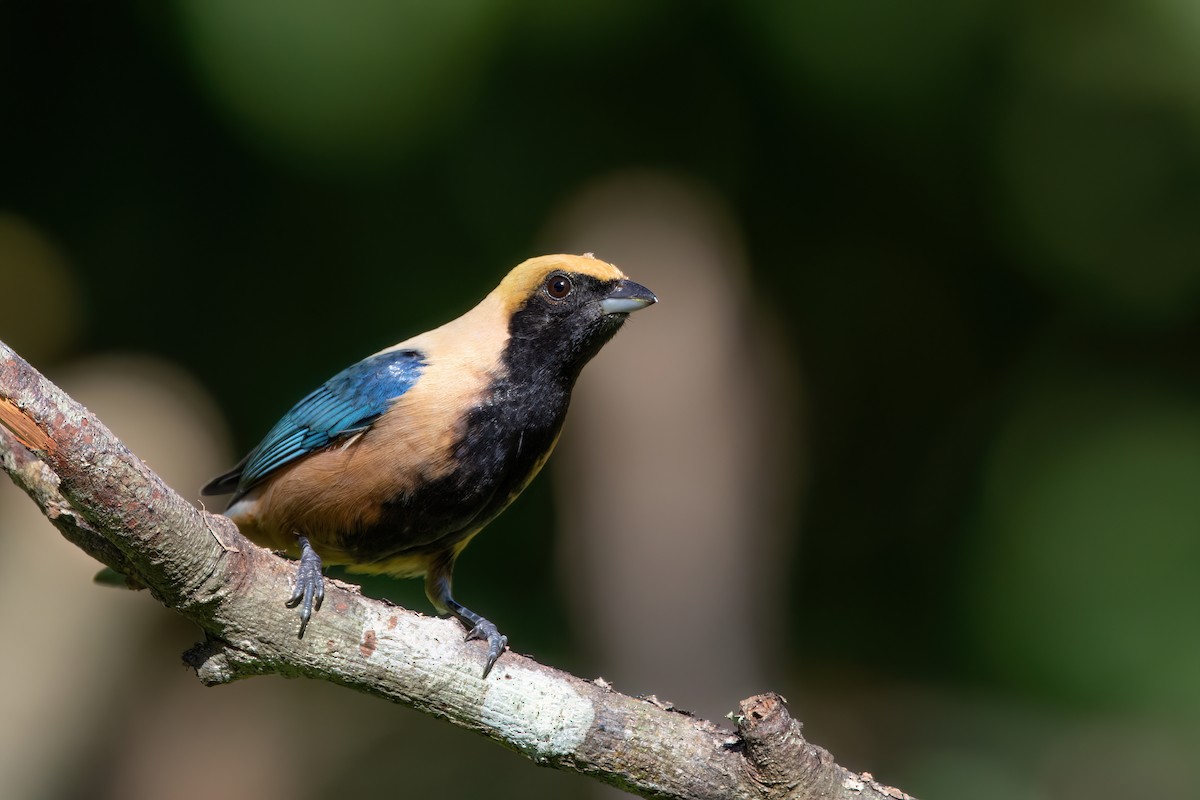 Burnished-buff Tanager - ML620895538