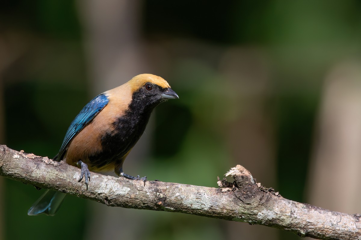 Burnished-buff Tanager - ML620895539