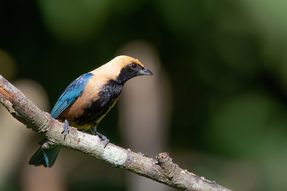 Burnished-buff Tanager - ML620895540