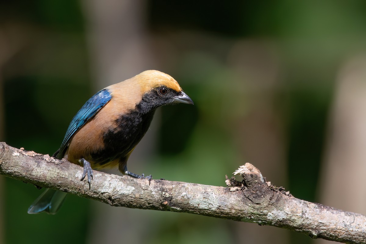 Burnished-buff Tanager - ML620895542