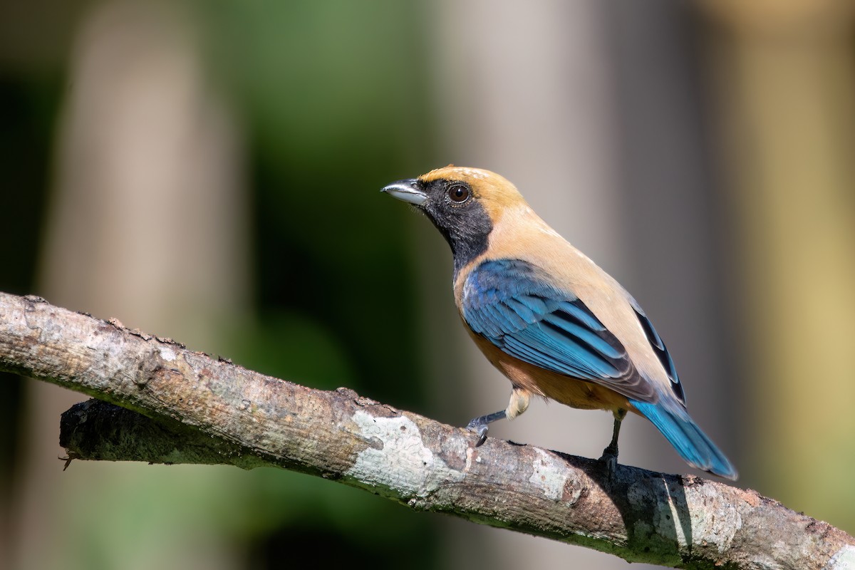 Burnished-buff Tanager - ML620895543