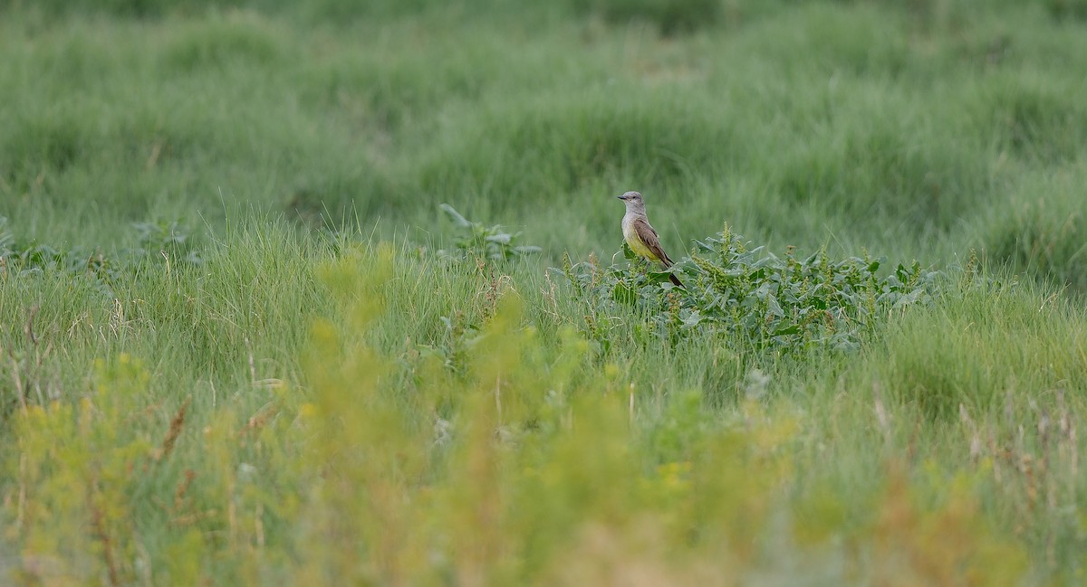 Western Kingbird - ML620895550