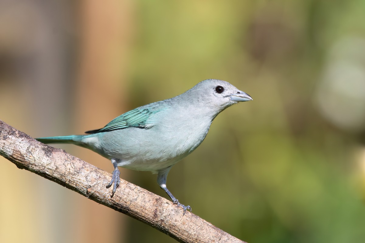 Sayaca Tanager - Marcos Eugênio Birding Guide