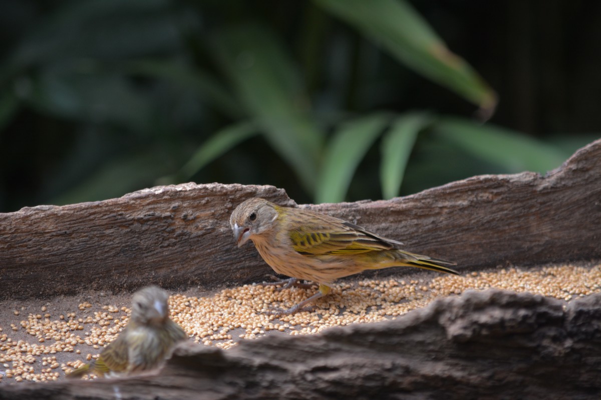 Saffron Finch - ML620895557