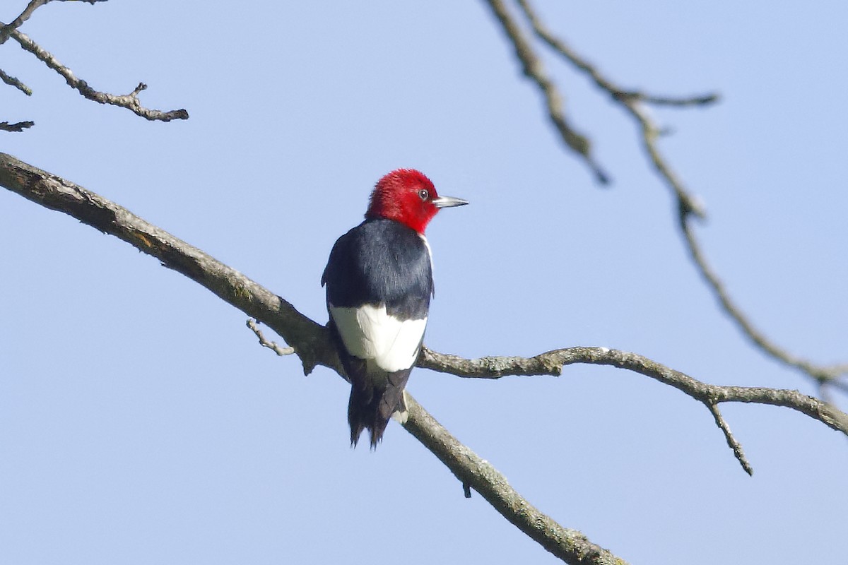 Red-headed Woodpecker - ML620895559
