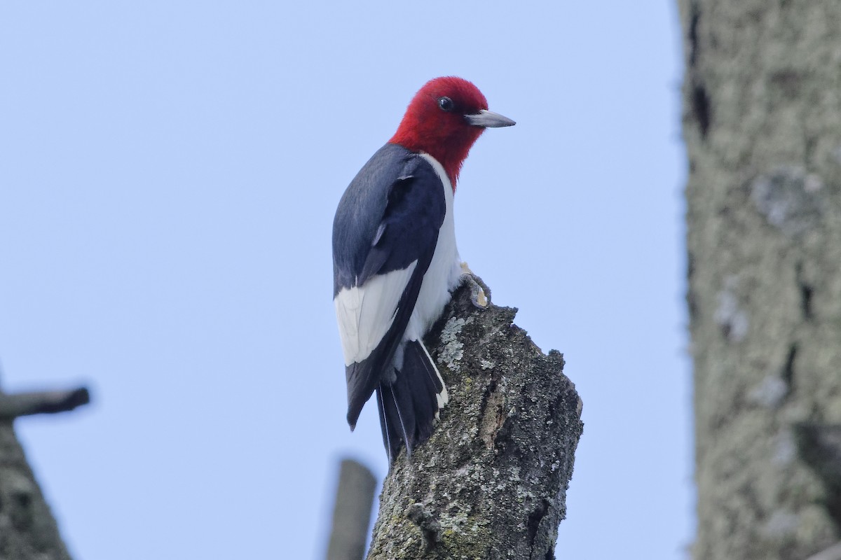 Pic à tête rouge - ML620895560