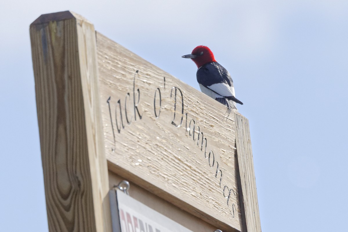 Red-headed Woodpecker - Jim Figlar