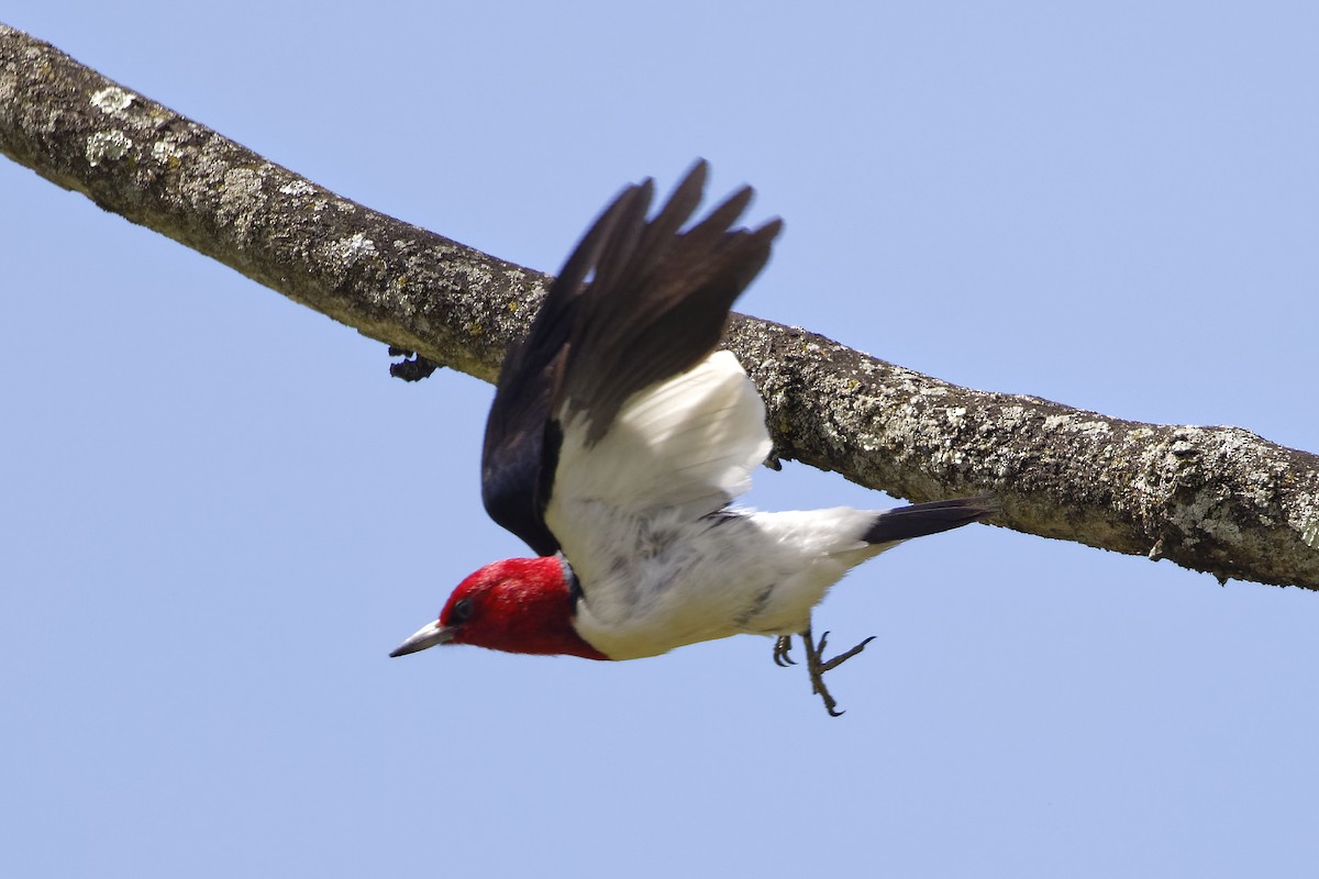 Red-headed Woodpecker - ML620895563