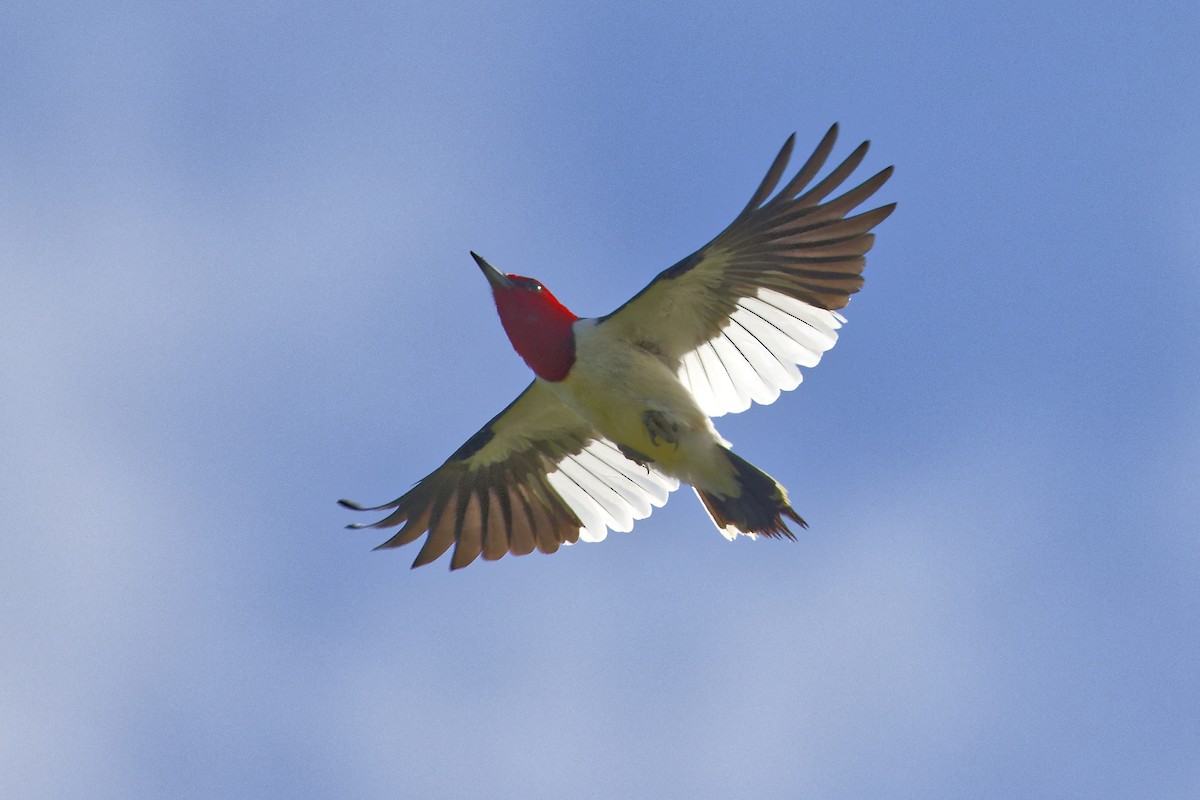 Red-headed Woodpecker - ML620895564