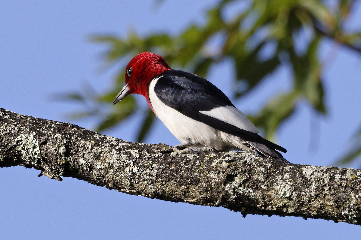 Red-headed Woodpecker - ML620895565