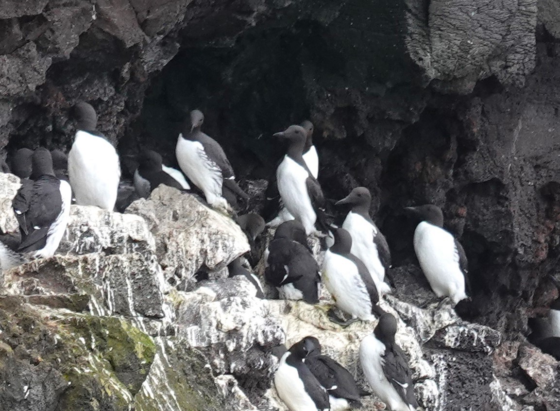 Thick-billed Murre - ML620895566