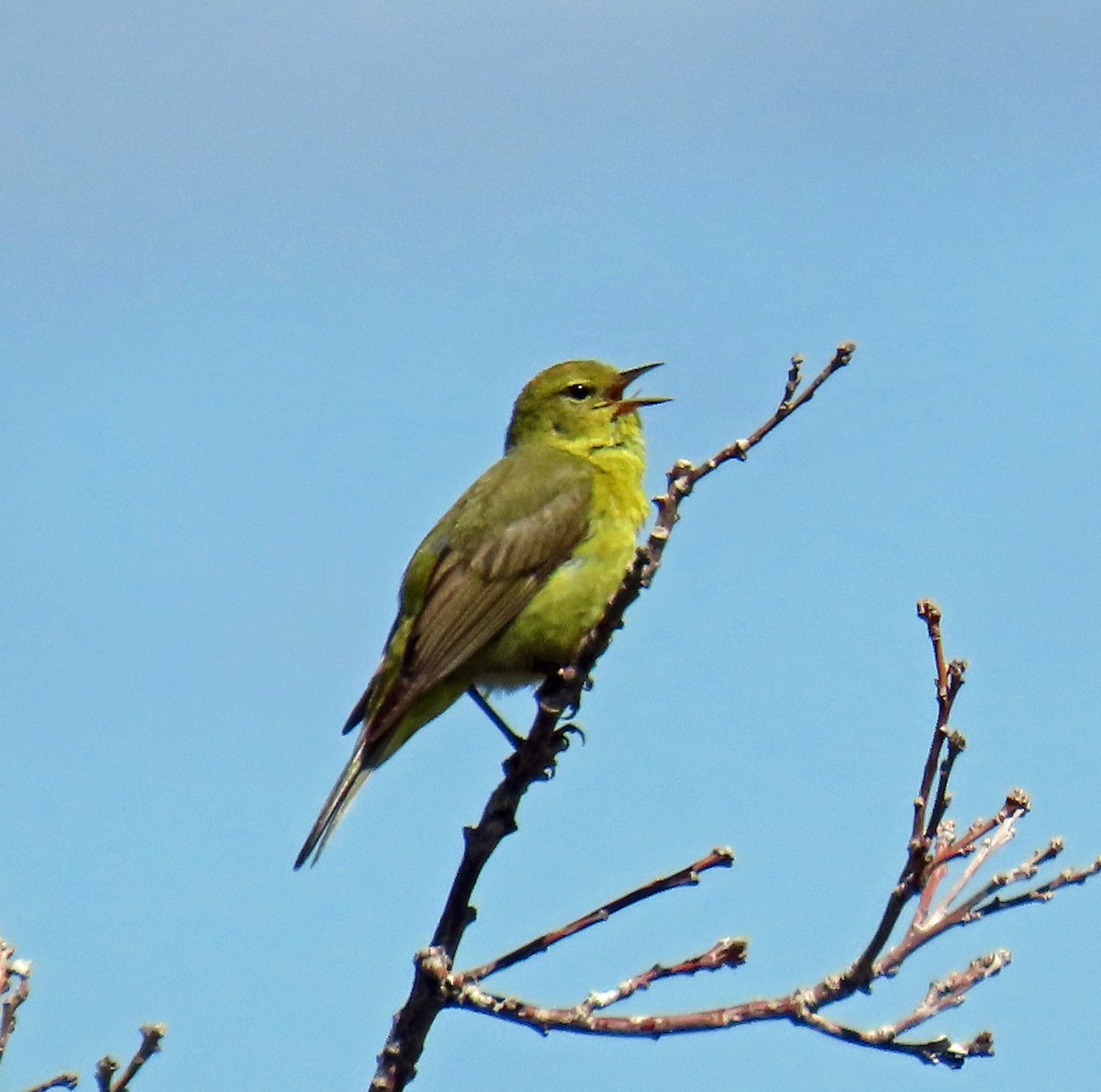 Orange-crowned Warbler - ML620895569