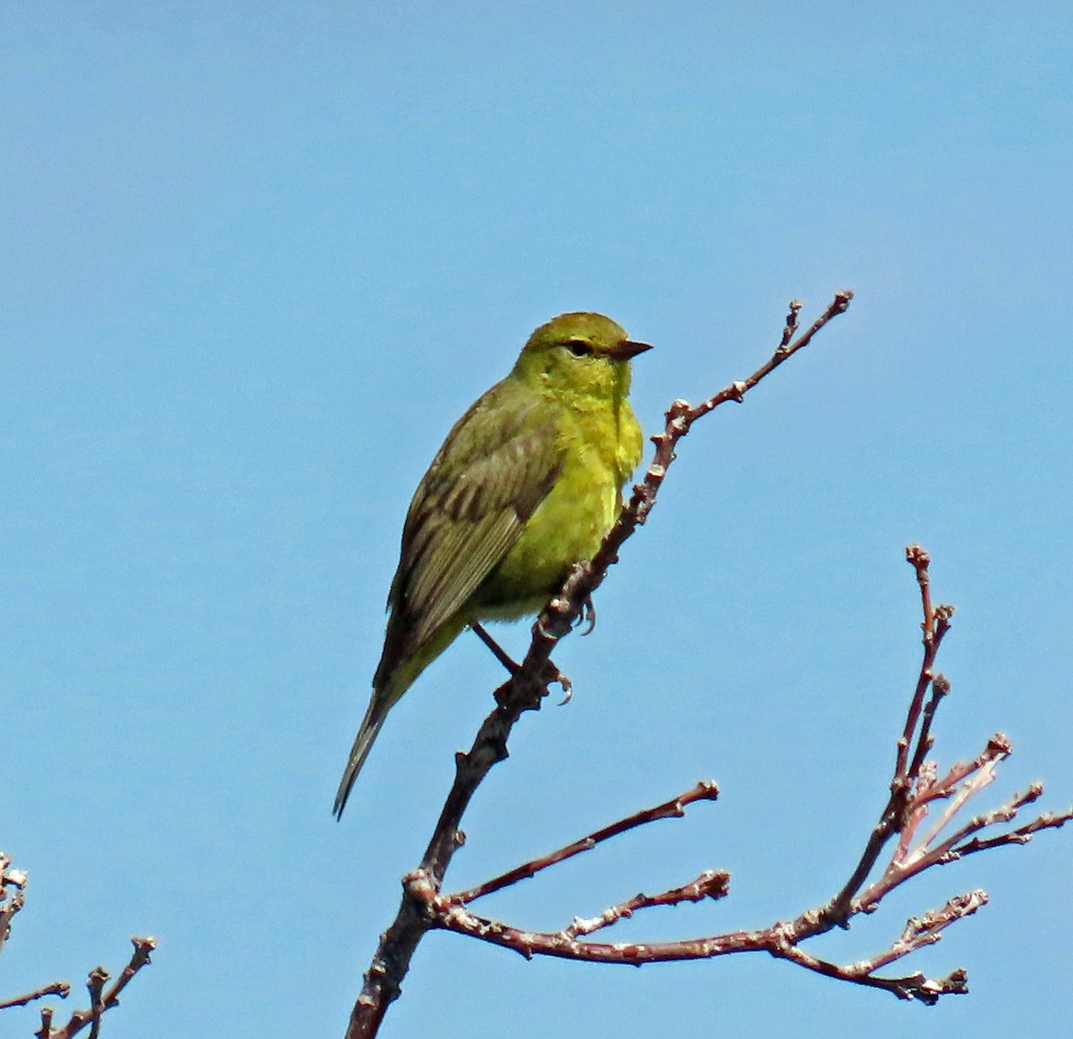 Orange-crowned Warbler - ML620895570