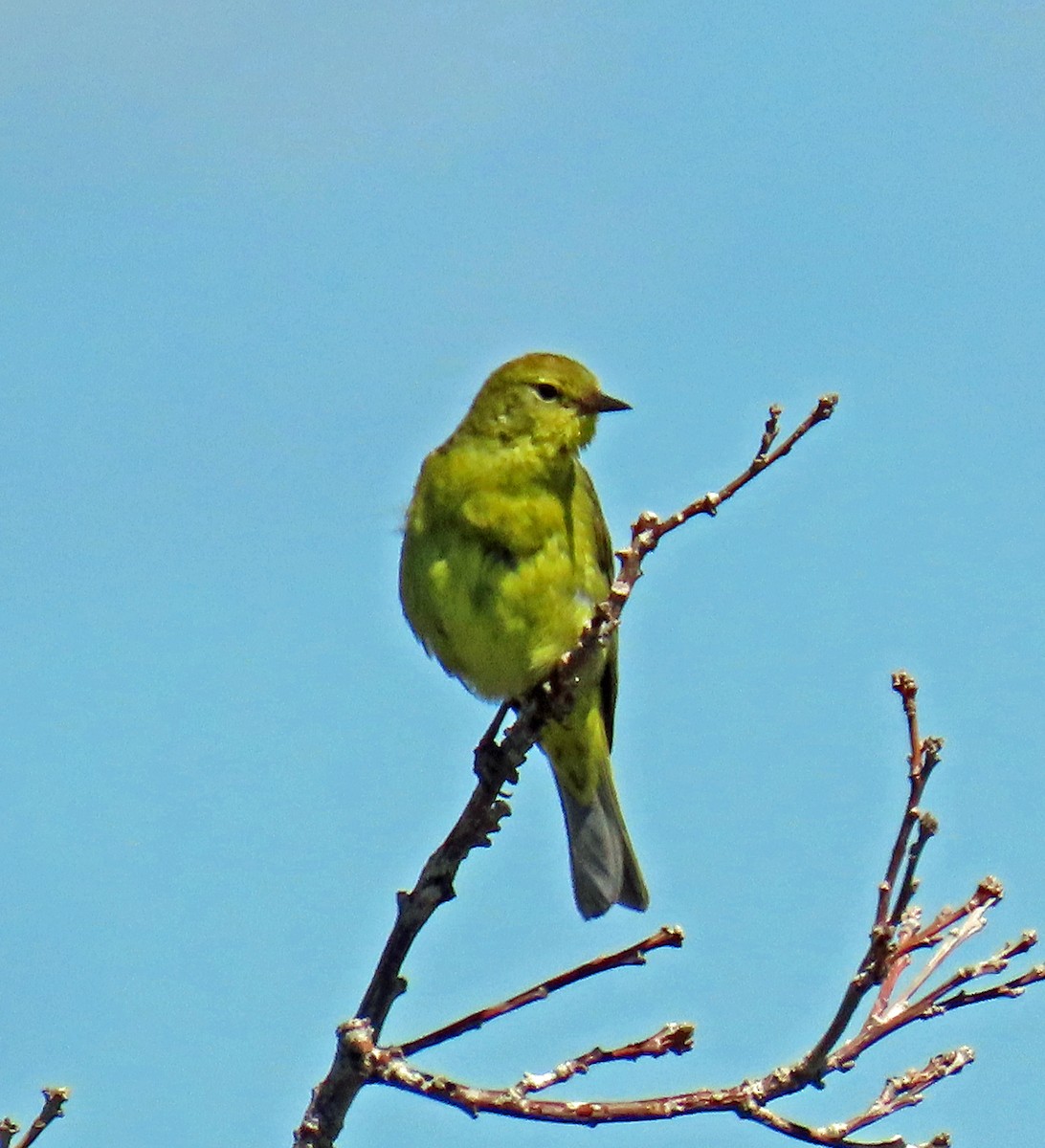 Orange-crowned Warbler - ML620895572