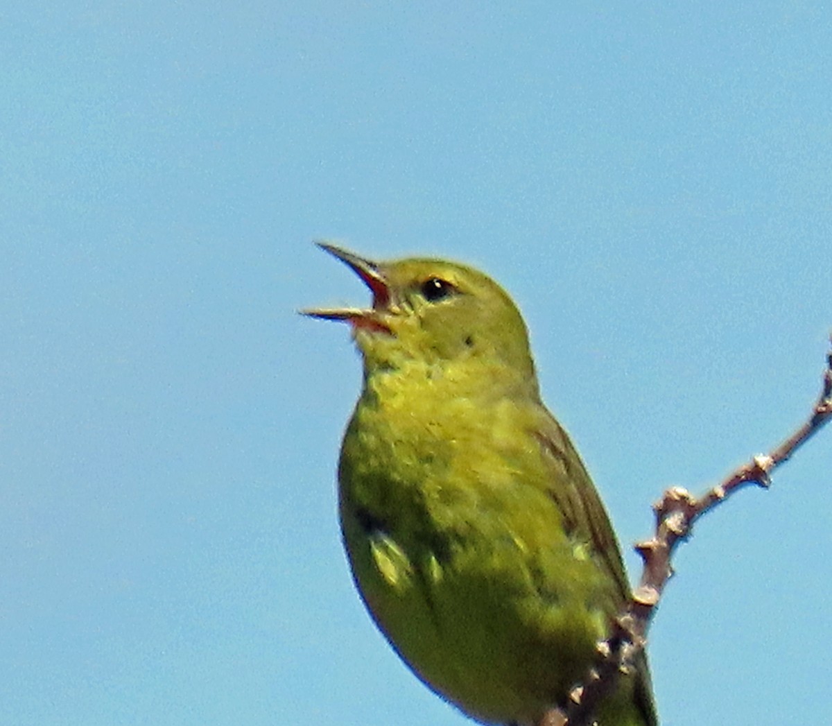 Orange-crowned Warbler - ML620895574