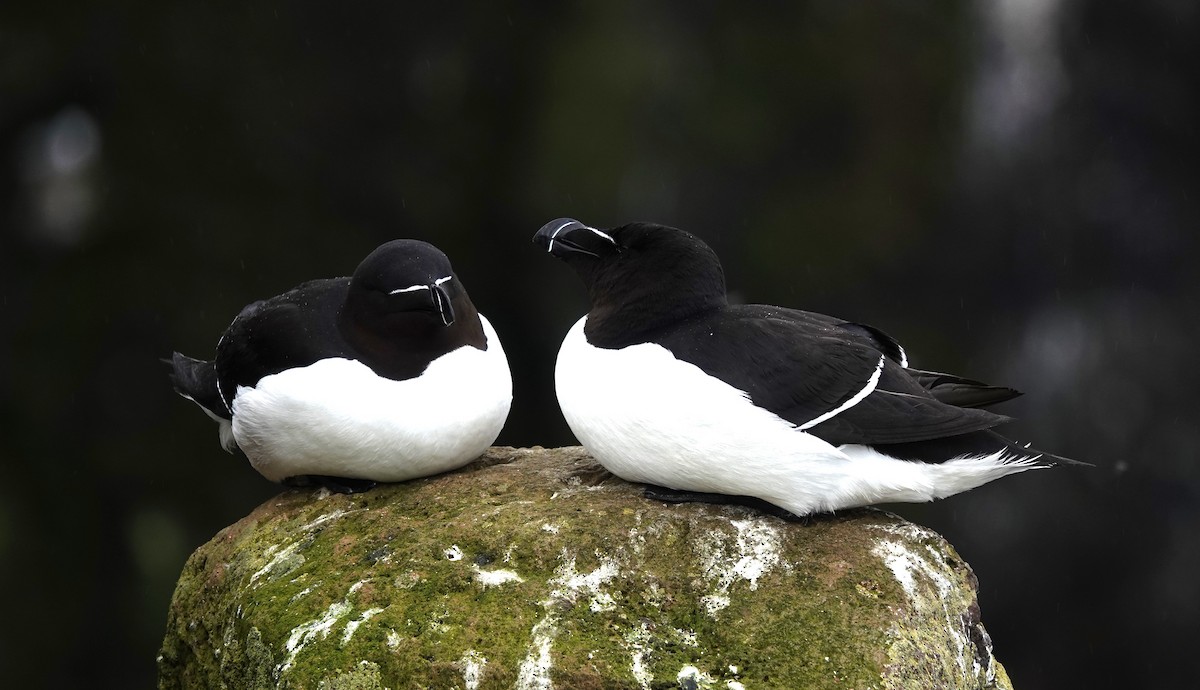 Razorbill - ML620895578