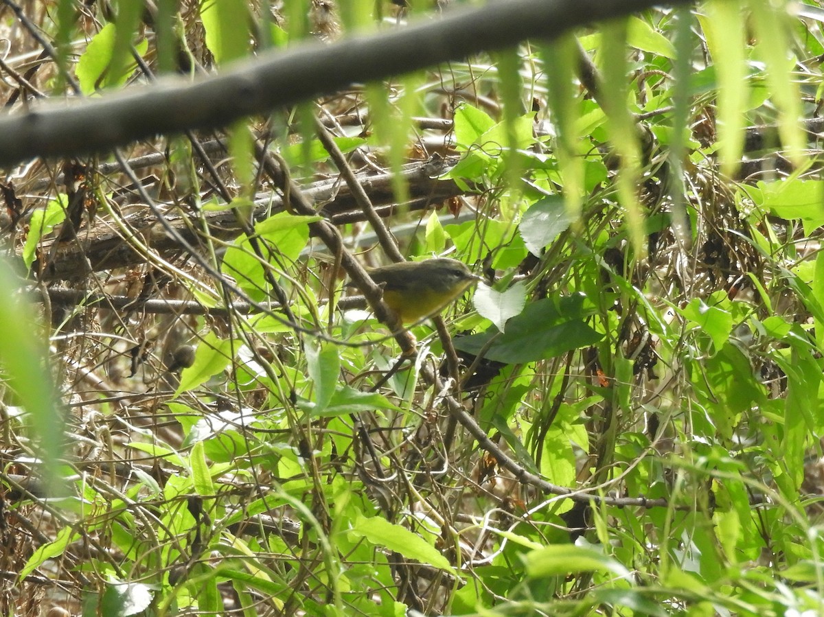 Golden-crowned Warbler - Gonzalo Diaz