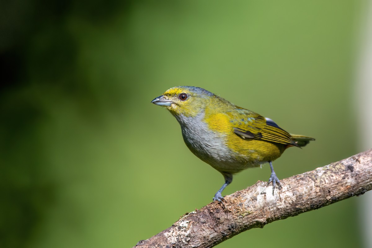 Chestnut-bellied Euphonia - ML620895580