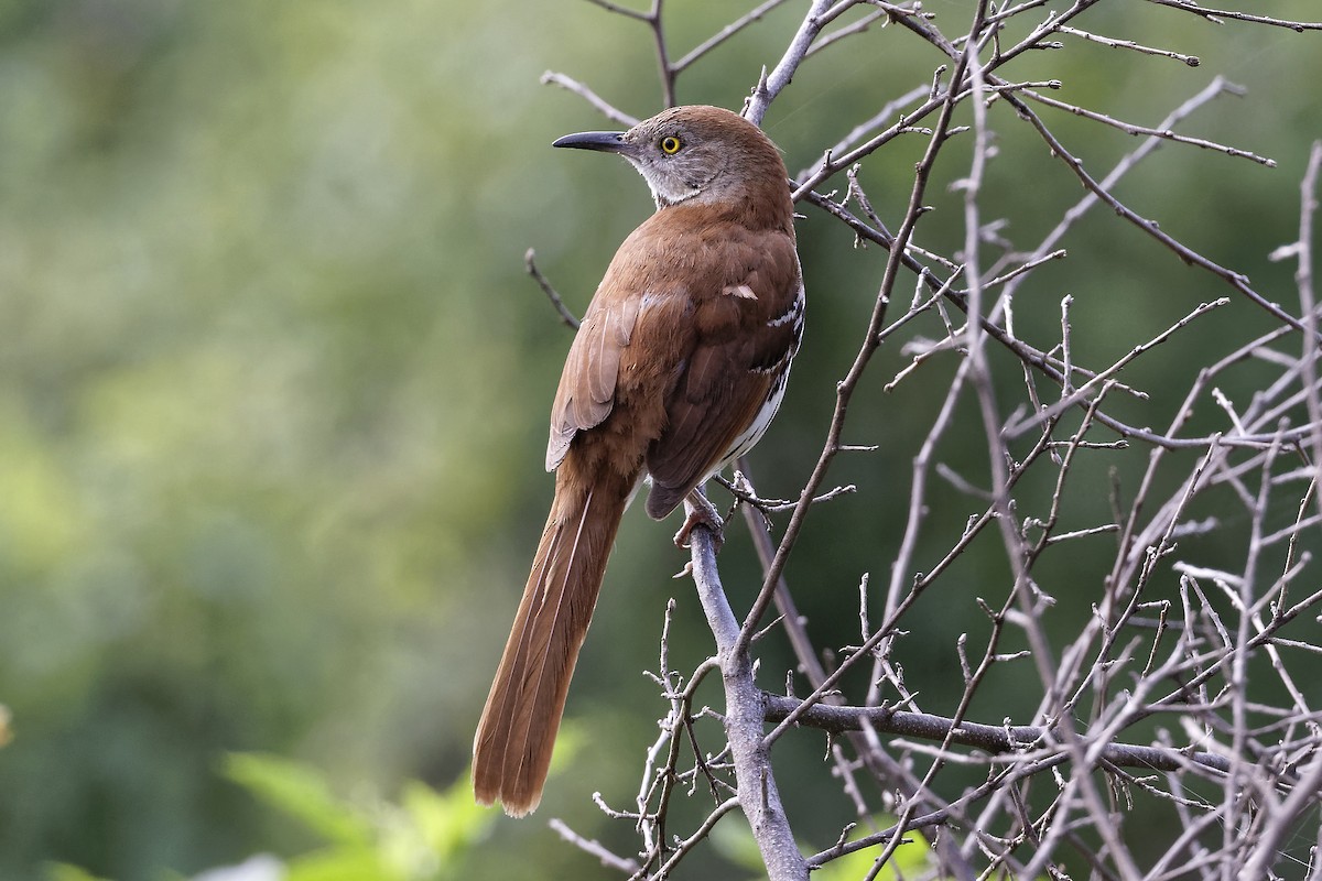 Brown Thrasher - ML620895585