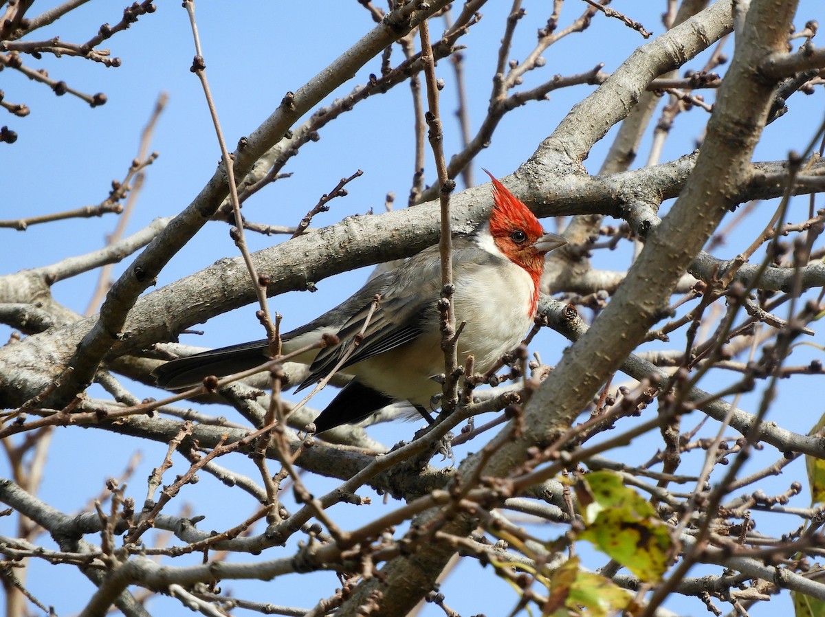 Red-crested Cardinal - ML620895586