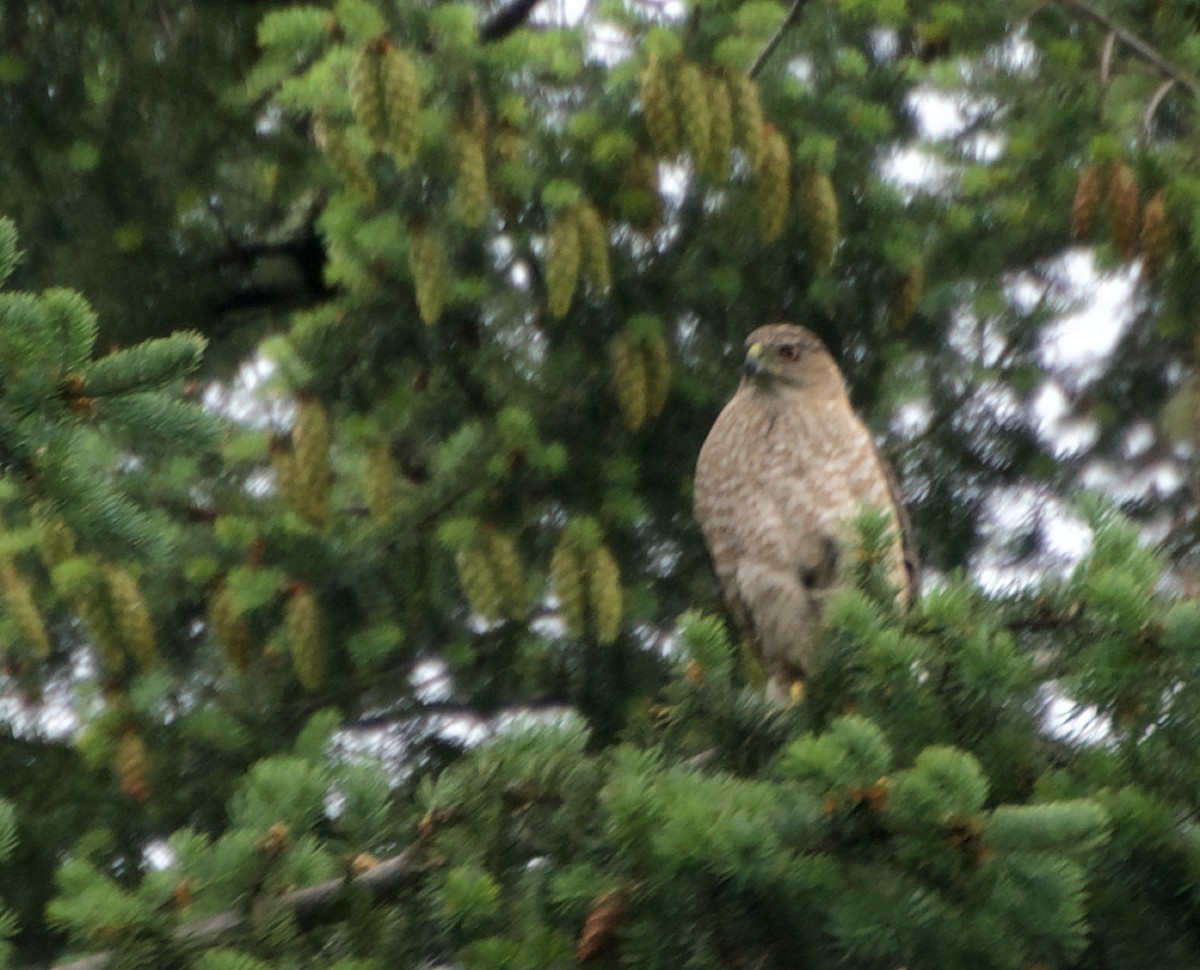 Cooper's Hawk - ML620895599