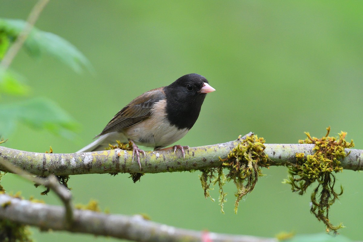 Junco Ojioscuro (grupo oreganus) - ML620895613