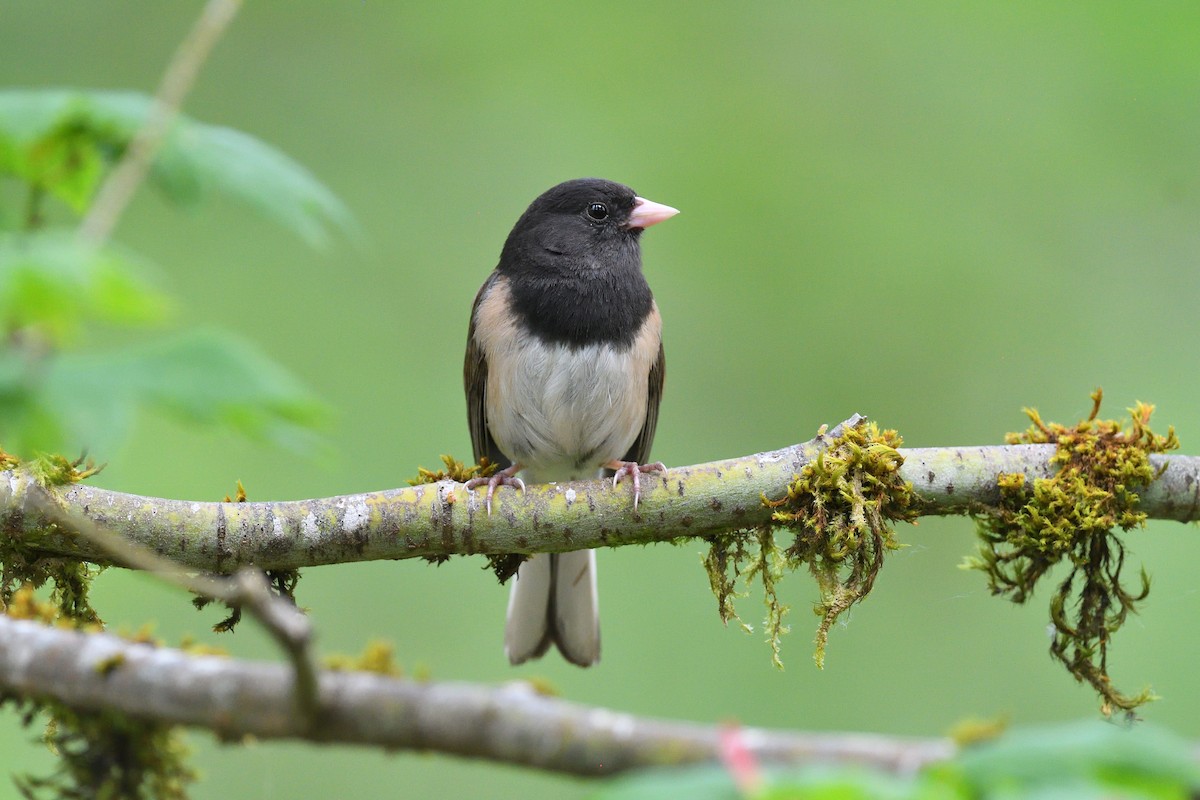 Junco Ojioscuro (grupo oreganus) - ML620895617