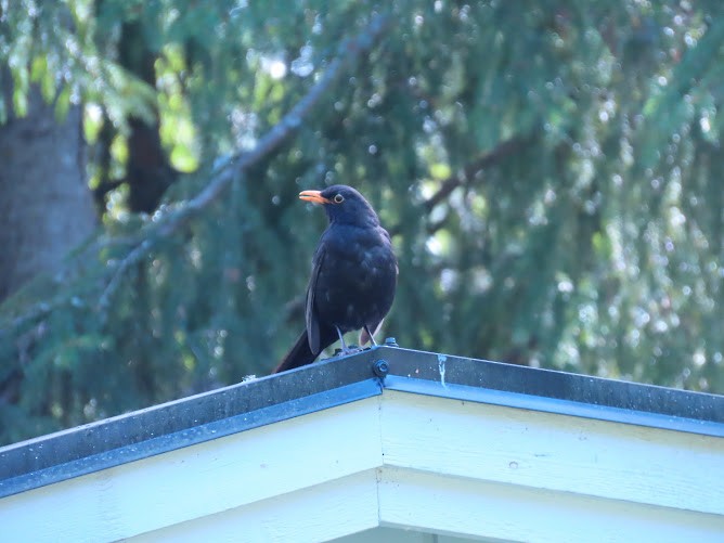 Eurasian Blackbird - ML620895642