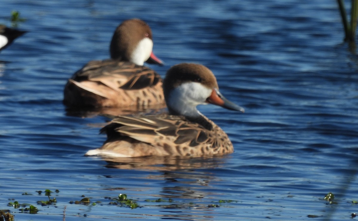 White-cheeked Pintail - ML620895643