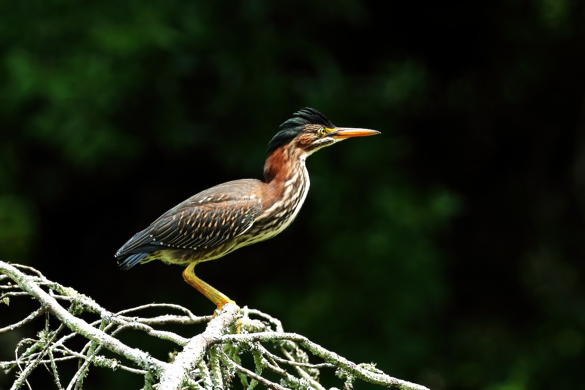 Green Heron - ML620895644