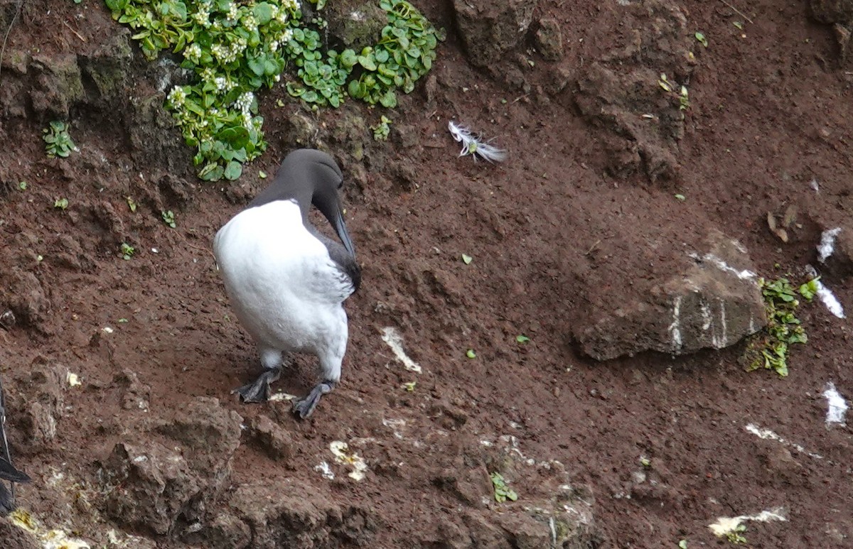 Common Murre - ML620895646