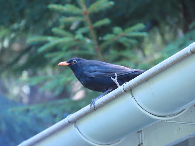 Eurasian Blackbird - ML620895647