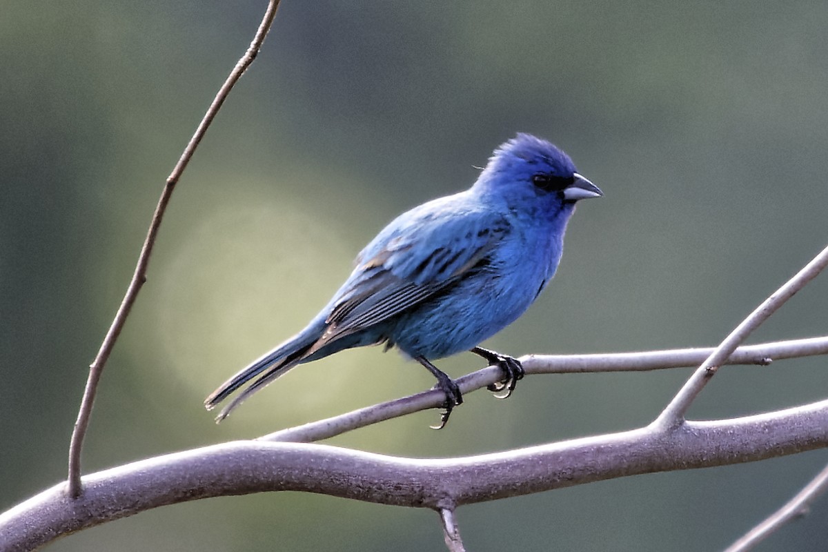 Indigo Bunting - ML620895648