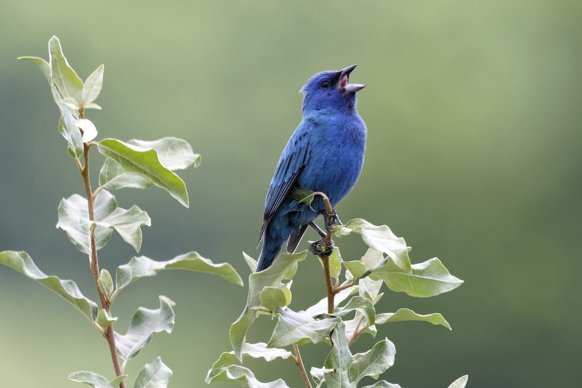 Indigo Bunting - ML620895649