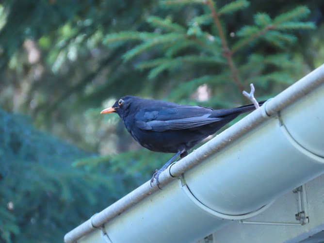 Amsel - ML620895650