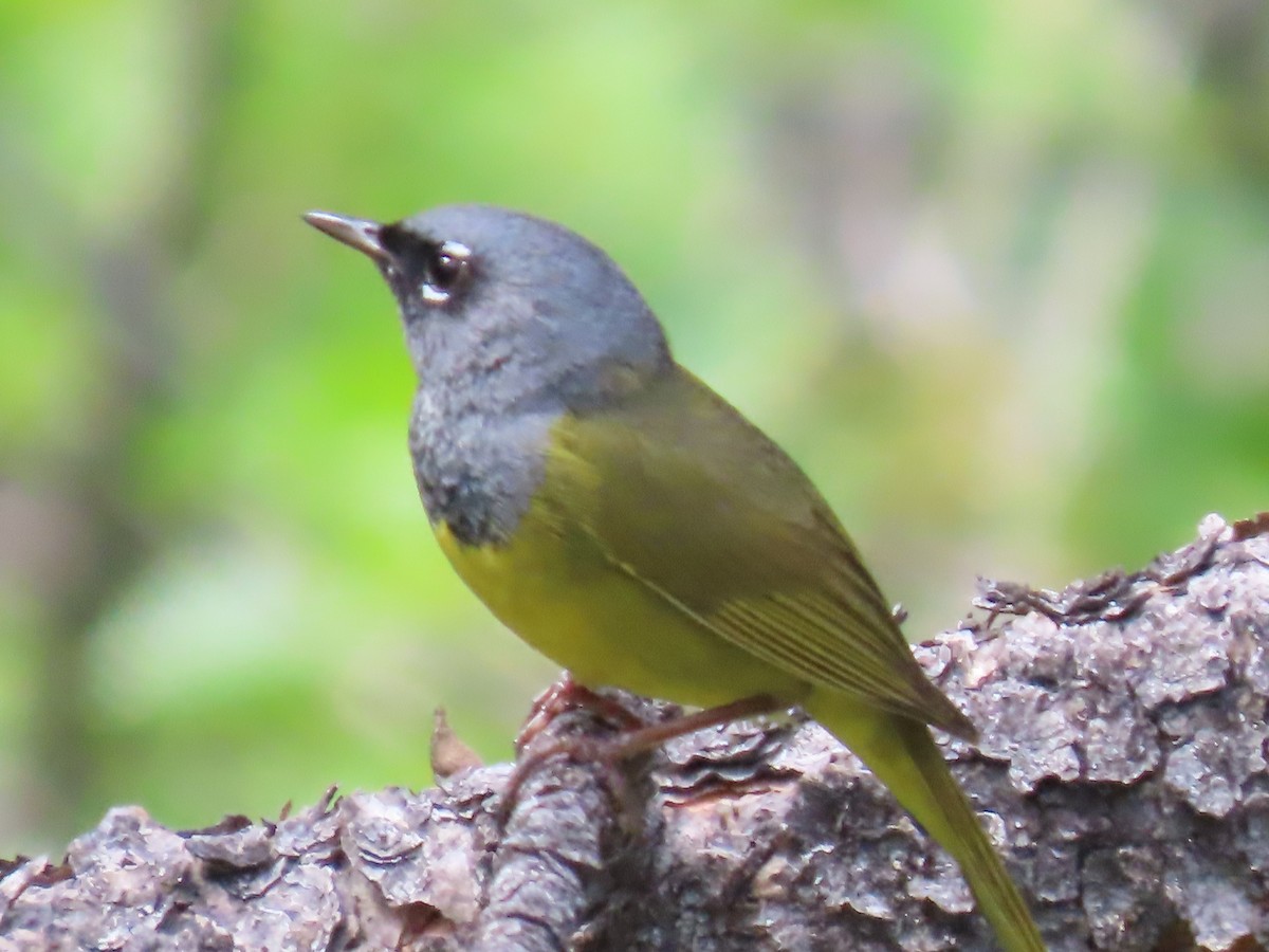 MacGillivray's Warbler - ML620895654