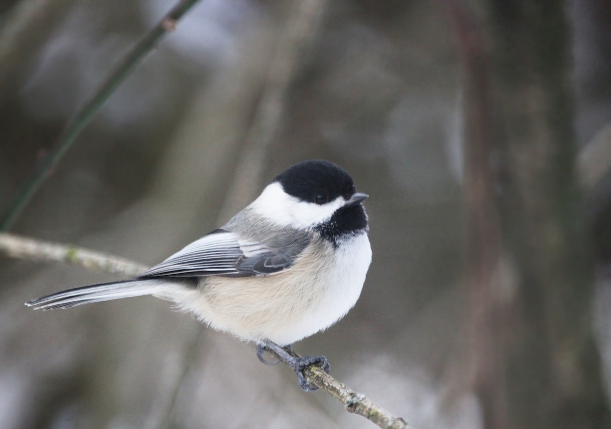 Black-capped Chickadee - ML620895655