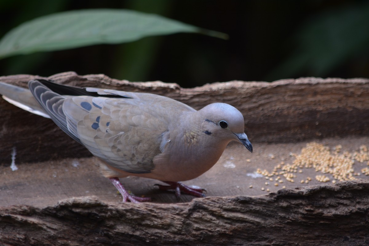 Eared Dove - ML620895656