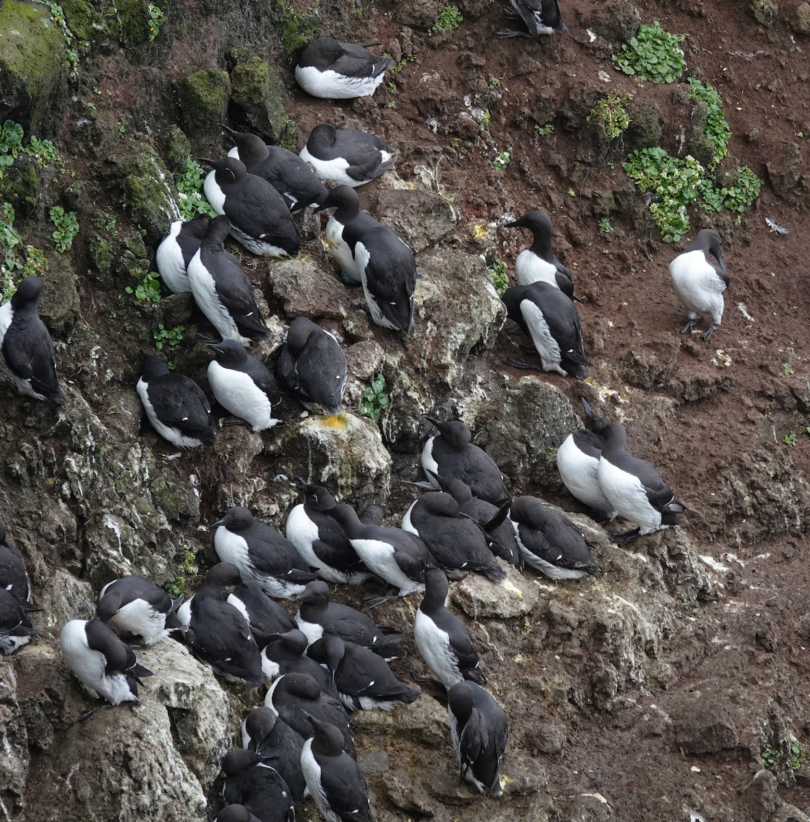Thick-billed Murre - ML620895657