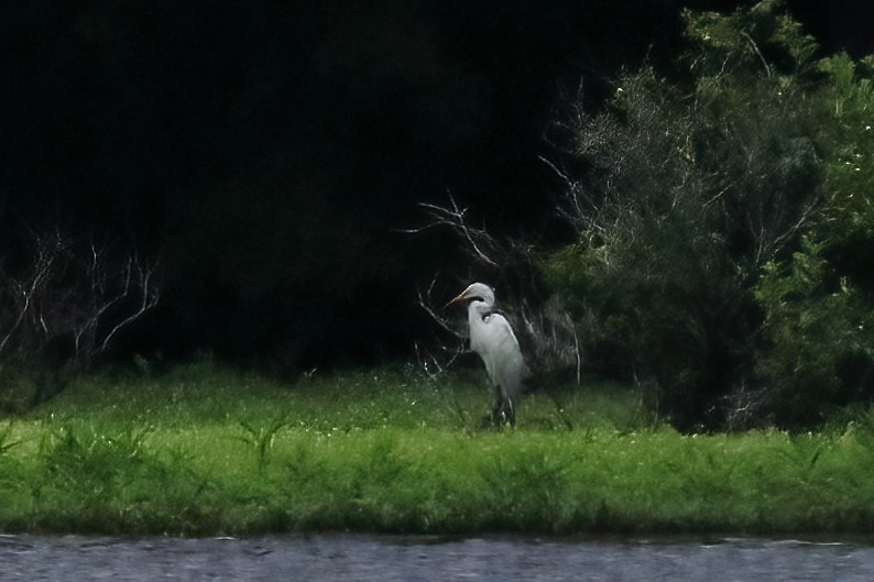 Great Egret - ML620895658