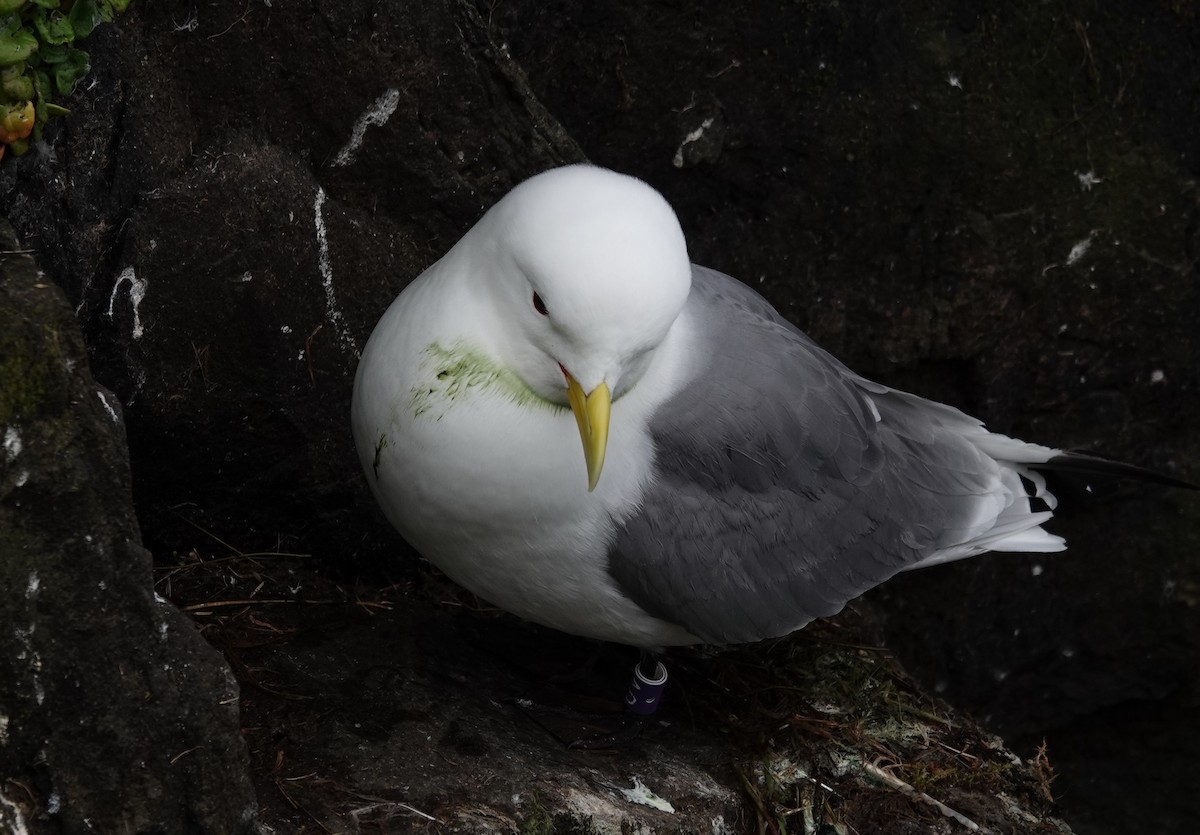 Black-legged Kittiwake - ML620895663