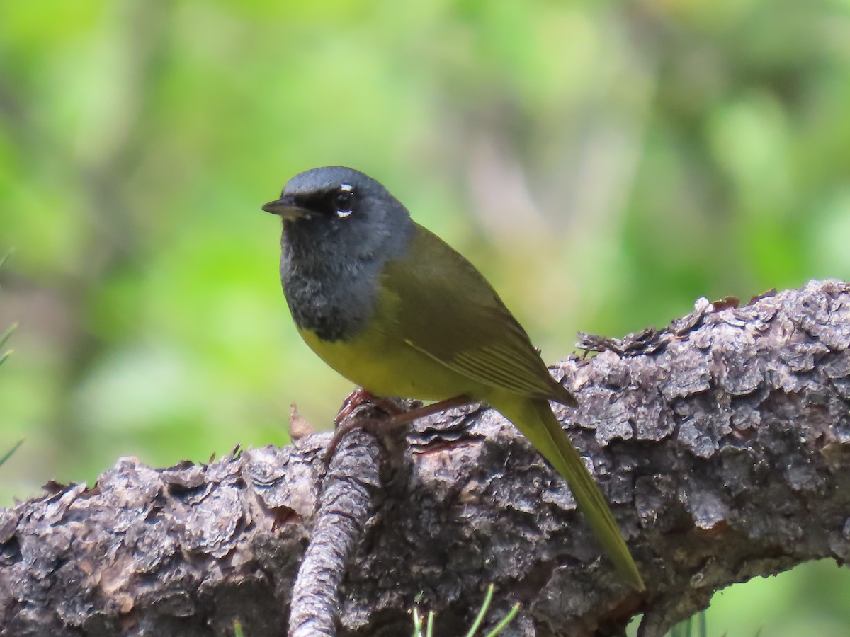 MacGillivray's Warbler - ML620895665